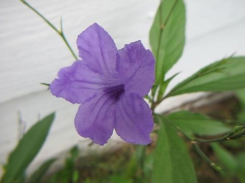 Ruellia Simplex / Wild Petunia Scientific name: Ruellia angustifolia Order: Lamiales Rank: Species Family: Acanthaceae Kingdom: Plantae Britton's wild petunia,Geotagged,Mexican Petunia,Ruellia simplex,Summer,United States,Wild Petunia