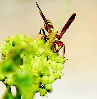 Polistes exclamans / Yellow Jacket Found on flowering plant in San Antonio, Texas Fall,Geotagged,Polistes exclamans,United States,yellow jacket