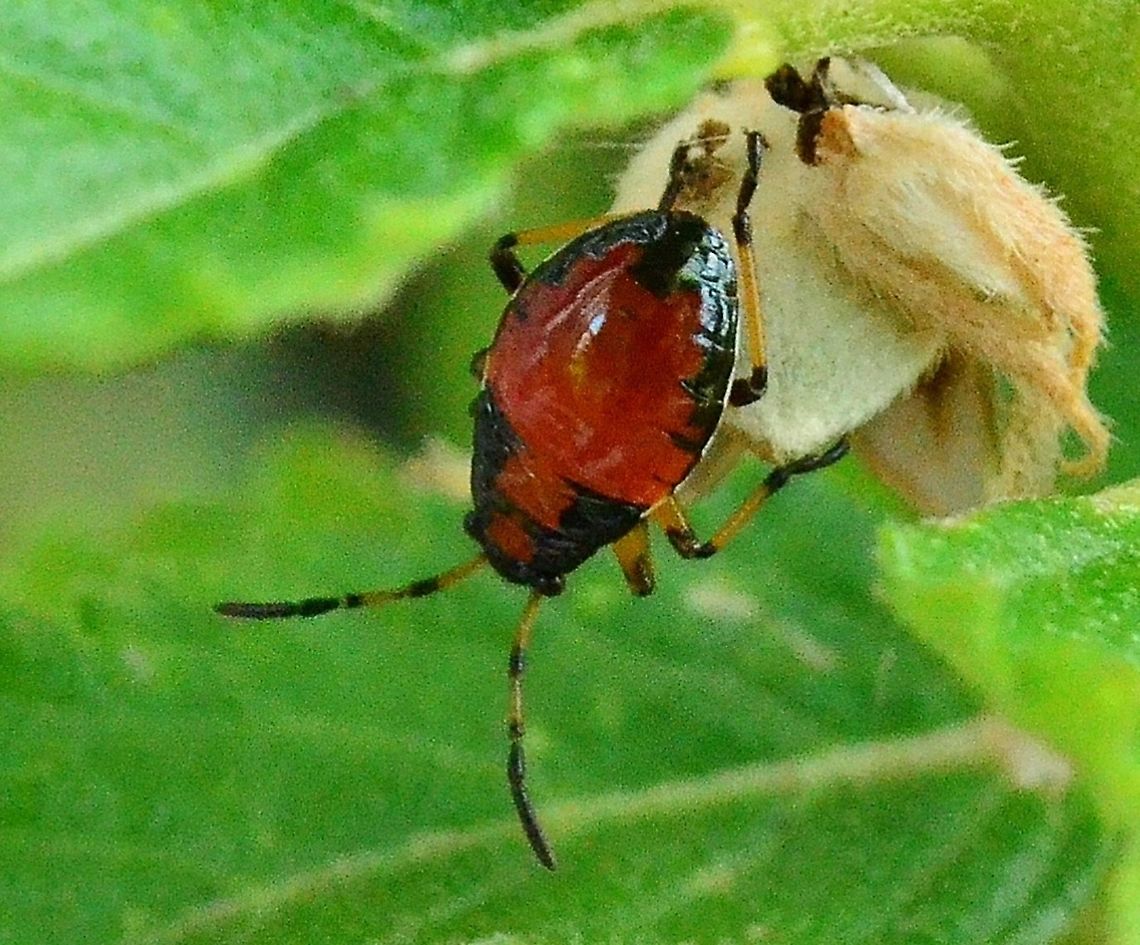 Largus maculatus nymph Found on flowering plants in San Antonio, Texas, U.S.A.<br />
<br />
<figure class="photo"><a href="https://www.jungledragon.com/image/98889/largus_maculatus_mating.html" title="Largus Maculatus mating"><img src="https://s3.amazonaws.com/media.jungledragon.com/images/4330/98889_thumb.JPG?AWSAccessKeyId=05GMT0V3GWVNE7GGM1R2&Expires=1759968010&Signature=lOxn1WTjA%2F3VkfJbyVm%2Fvw1JO1Y%3D" width="200" height="192" alt="Largus Maculatus mating Came across this on the sorrel vine. It looked like a &quot;bug&quot; train. The larger one is pulling the smaller one along and keeps walking.<br />
<br />
https://www.jungledragon.com/image/97299/largus_maculatus_nymph.html<br />
 Fall,Geotagged,Largus maculatus,United States" /></a></figure><br />
 Geotagged,Largidae,Largus maculatus,Largus maculatus nymph,Summer,United States