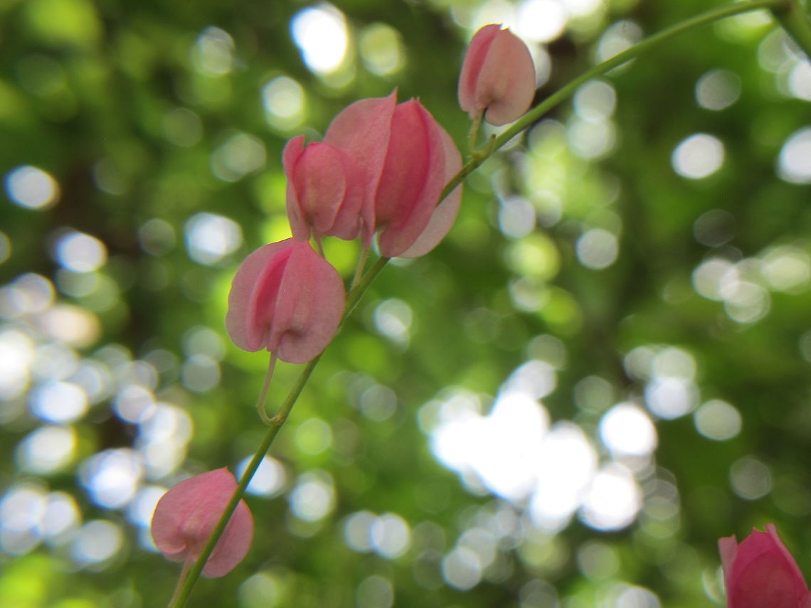 Antigonon leptopus "Mexican creeper" Considered an invasive species. Vine that grows alongside structures, this variety is pink, white is also common. Bees love this vine. Clade: Tracheophytes<br />
Clade: Angiosperms<br />
Clade: Eudicots<br />
Order: Caryophyllales<br />
Family: Polygonaceae<br />
Genus: Antigonon<br />
Species: A. leptopus<br />
Binomial name<br />
Antigonon leptopus Antigonon leptopus,Geotagged,Mexican creeper,Mexico,Queen's Wreath,Rosa De Montana,Summer,Texas,United States,antigonon leptopus