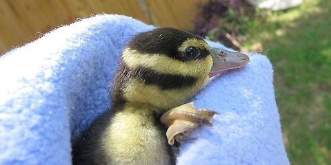Black Bellied Whistling Duckling I found in my backyard in May. I live a few blocks away from a duck pond. Phylum: Chordata
Class: Aves
Order: Anseriformes
Family: Anatidae
Genus: Dendrocygna
Species: D. autumnalis
Binomial name
Dendrocygna autumnalis
(Linnaeus, 1758) Black Bellied Whistling Duck,Black-bellied whistling duck,Bumblebee duckling,Dendrocygna autumnalis,Geotagged,Summer,United States