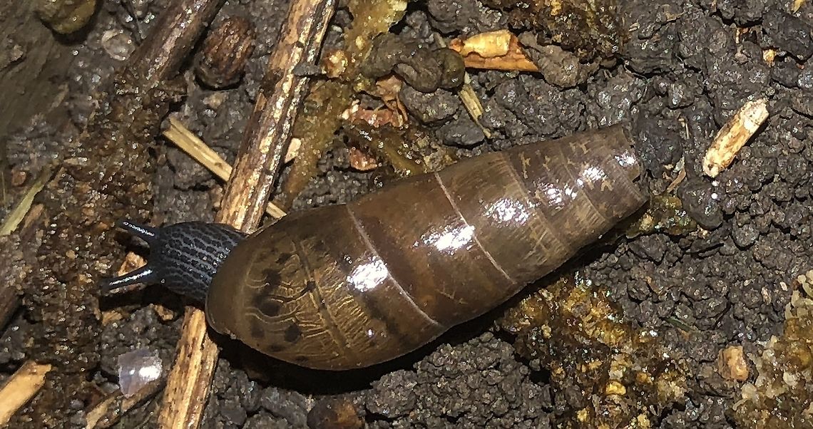 Rumina_decollata Land Snail Found after a rain storm in San Antonio, Texas, U.S.A. Considered an invasive species. Decollate snail,Geotagged,Rumina decollata,Spring,United States