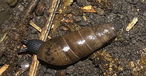 Rumina_decollata Land Snail Found after a rain storm in San Antonio, Texas, U.S.A. Considered an invasive species. Decollate snail,Geotagged,Rumina decollata,Spring,United States