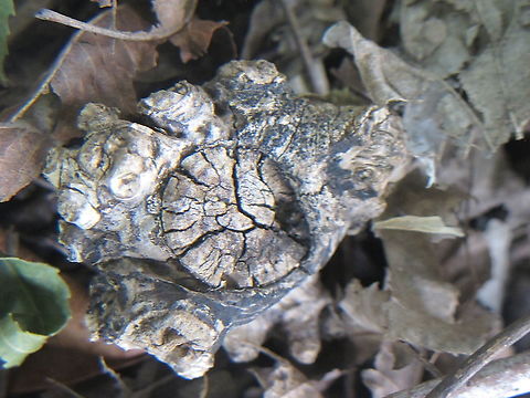 Unidentified_plant_or_fungi This is in my backyard under a pecan tree.  It's always in shade and since I moved here last year, there is a build up of decaying leaves and is a snail and bug haven.  I've searched several times on multiple sights looking for fungi and have had no luck learning what it might be.  It hasn't really changed since I've been here a year and a half. Oh, and it also feels like rubber, not brittle. Geotagged,Summer,United States