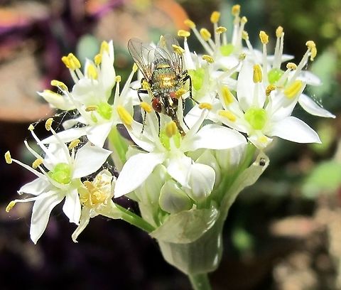 Green_Bottle_Fly  Common green bottle fly,Geotagged,Lucilia sericata,Summer,United States