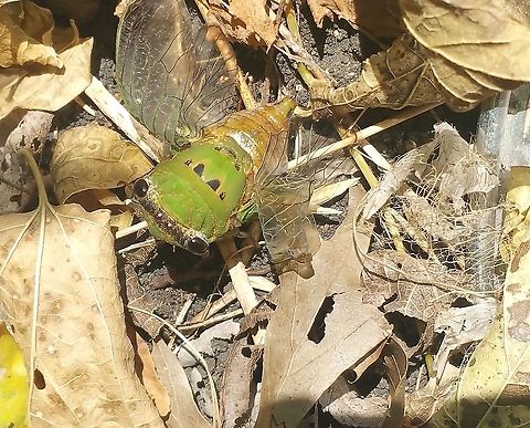 Green_Cicada  Geotagged,Neotibicen superbus,Summer,United States