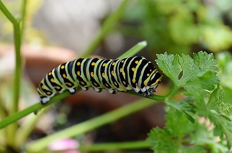 Yellow swallowtail Caterpillar on Parsley  Geotagged,Old World swallowtail,Papilio machaon,Summer,United States