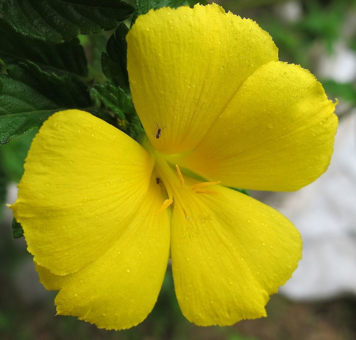 Yellow Alder This is a great evergreen and hardy bush that attracts hummingbirds, bees, butterflies and dragon/damsel flies. It sits just outside my front window. Geotagged,Spring,Turnera ulmifolia,United States,Yellow Alder