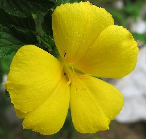 Yellow Alder This is a great evergreen and hardy bush that attracts hummingbirds, bees, butterflies and dragon/damsel flies. It sits just outside my front window. Geotagged,Spring,Turnera ulmifolia,United States,Yellow Alder