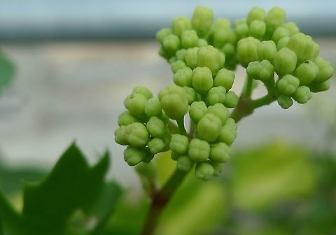 Cissus trifoliata'', known variously as possum-grape, sorrelvine, or vine-sorrel This is a vine that is growing along an eastern fence along with passion flower vine. It attracts a various number of insects. Can anyone identify it? Cissus trifoliata,Geotagged,Possum-grape,United States,Winter