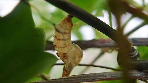 Unidentified_cocoon Not sure what kind of crysalis this is.  I do know I saw a giant leopard moth caterpillar and possibly Hickory Tussock Moth Caterpillars on the same foliage. Any ideas? Geotagged,United States,Winter