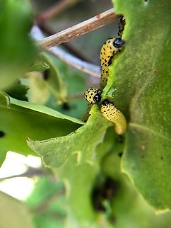 Phymatocera Sawfly larva, thank you Christine for identifying it. Geotagged,United States