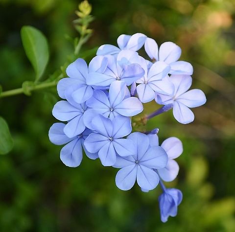 Plumbago_auriculata  Cape leadwort,Geotagged,Plumbago auriculata,United States