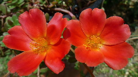 Portulaca oleracea Has thick and hardy leaves, good for attracting bees and butterflies. Beldroega,Geotagged,Portulaca grandiflora,Portulaca oleracea,United States,Winter