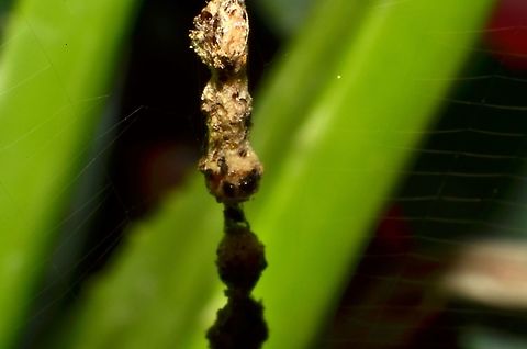 Spider egg sacks? You may be able to vaguely see the web that these sacs are attached to. This is approximately a 5x magnification. I believe it is an orb weaver spider.  I have not been able to capture the spider in a photo.  The spider is appox .3 cm  Fall,Geotagged,United States