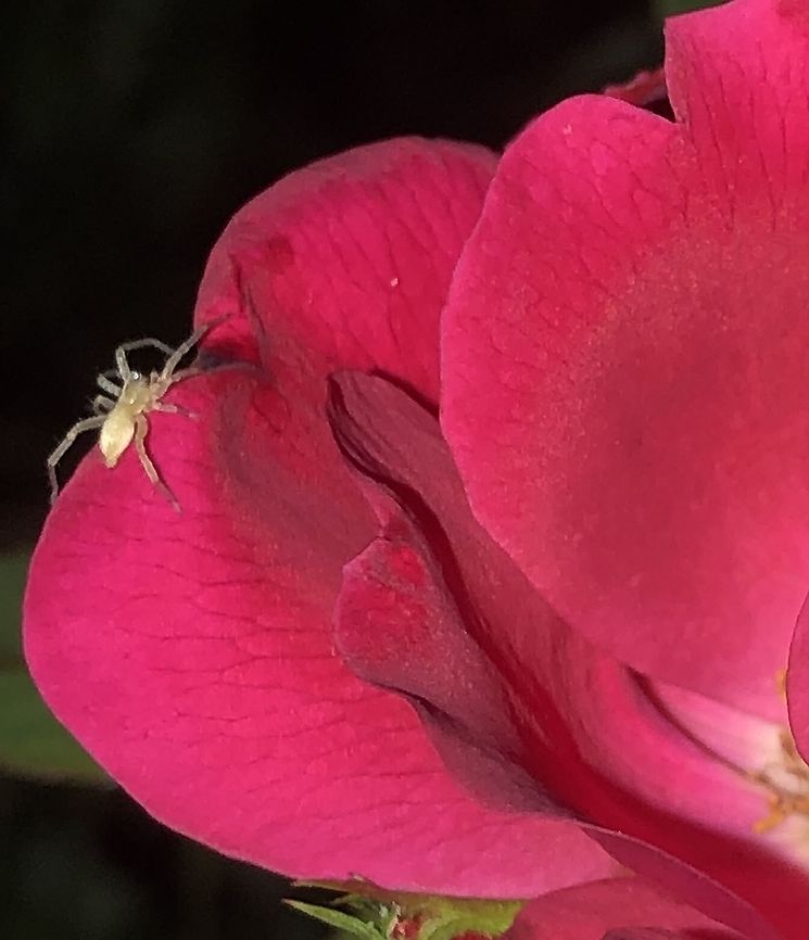 Unidentified_spider in San Antonio, Texas USA One can see that this is a very small spider as compared to the rose petal it sits on. I was using a 15x macro lens to capture this. Perhaps it&#039;s a young wolf spider? I know we can&#039;t see the face, it seems like the body and legs are similar to a wolf spider. Geotagged,Spring,United States