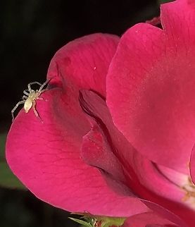 Unidentified_spider in San Antonio, Texas USA One can see that this is a very small spider as compared to the rose petal it sits on. I was using a 15x macro lens to capture this. Perhaps it's a young wolf spider? I know we can't see the face, it seems like the body and legs are similar to a wolf spider. Geotagged,Spring,United States
