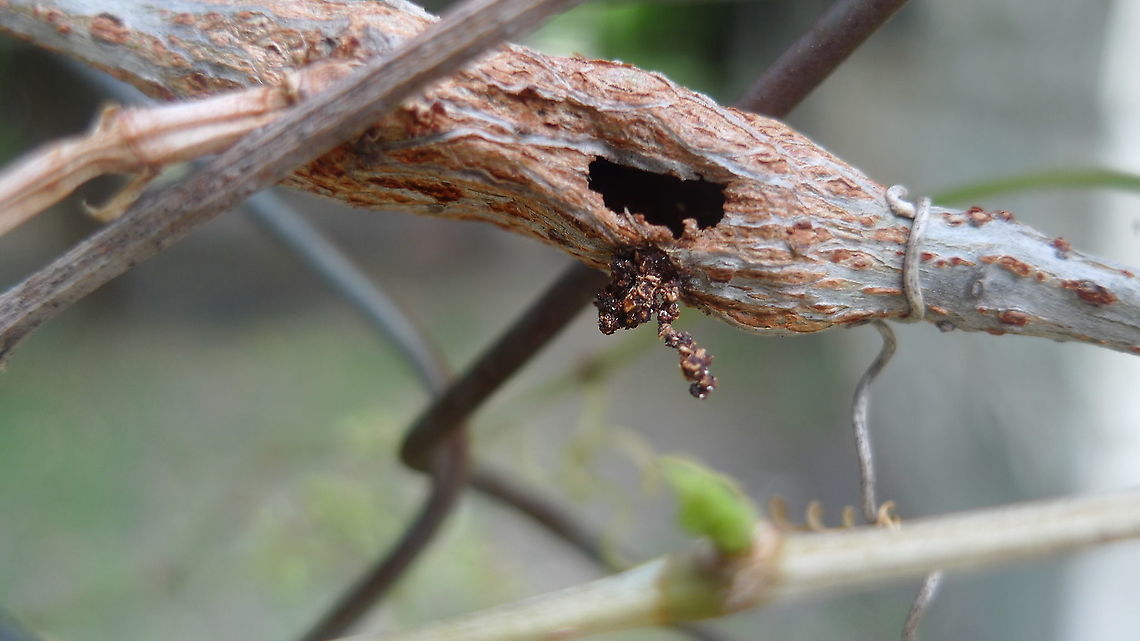 Unidentified insect cocoon This is one of three cocoons made from a woody vine stem (near the sorrel where the sawfly lava was found). This is the only one with a visible hole bored into it, wondering if the skin shed could be the sawfly larva. Geotagged,United States,Winter