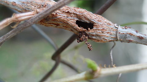 Unidentified insect cocoon This is one of three cocoons made from a woody vine stem (near the sorrel where the sawfly lava was found). This is the only one with a visible hole bored into it, wondering if the skin shed could be the sawfly larva. Geotagged,United States,Winter