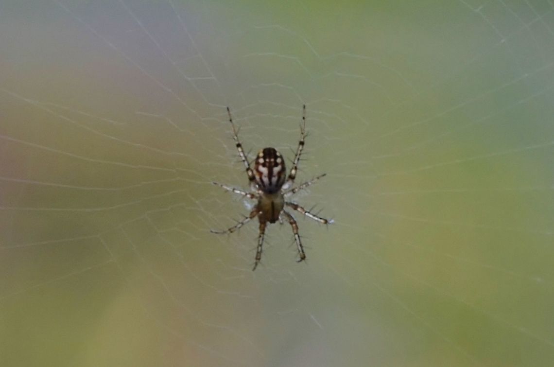 Orb weaver spider  Fall,Furrow orb spider,Geotagged,Gray Cross Spider,Larinioides cornutus,Larinioides sericatus,Mangora gibberosa,United States