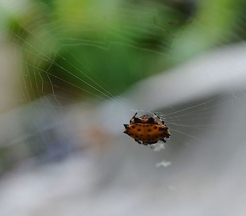 Spiny_back_orb_spinner  Fall,Gasteracantha cancriformis,Gastercantha Cancriformis,Geotagged,United States