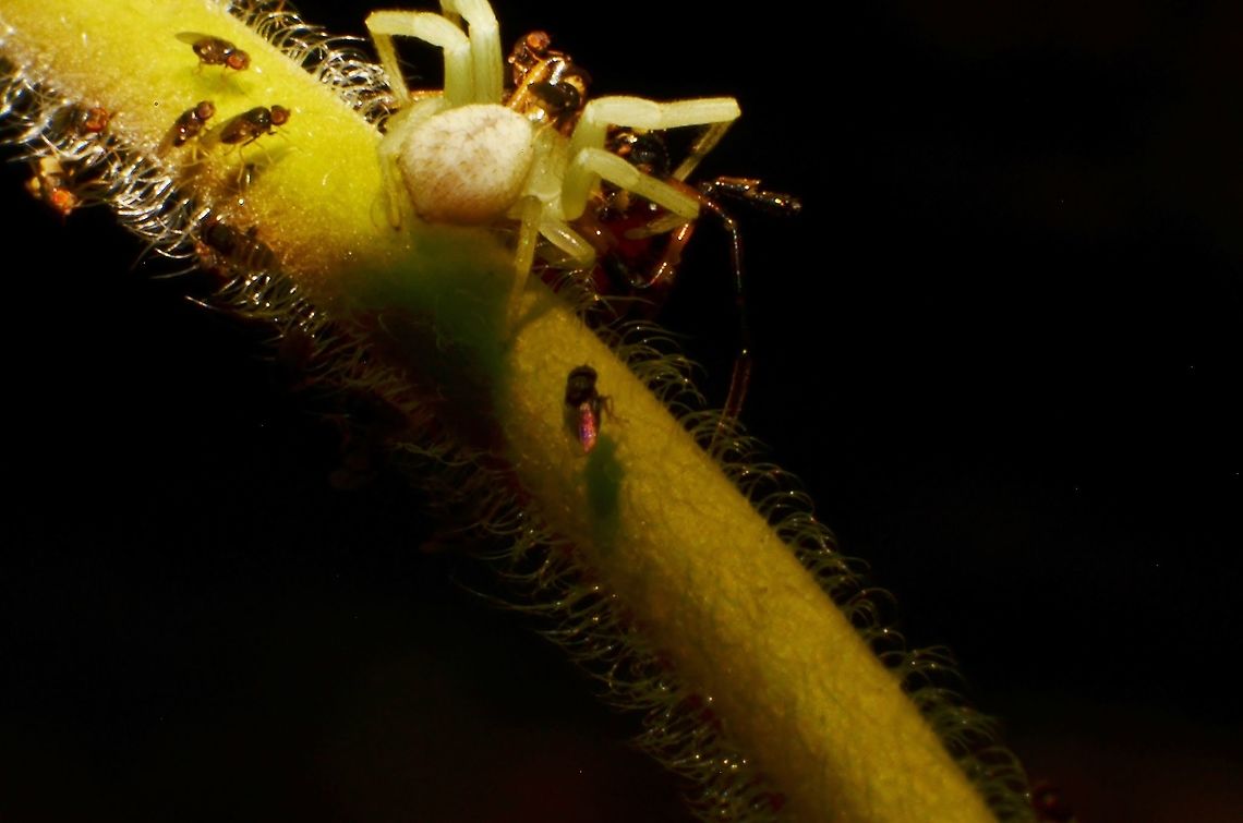 Crab Spider as Dinner (Mecaphesa)? Caught this crab spider actively being killed by an assassin bug. Interesting how the flies are waiting to get some for themselves.  The assassin was a Largus Maculatus Nymph. Fall,Geotagged,United States