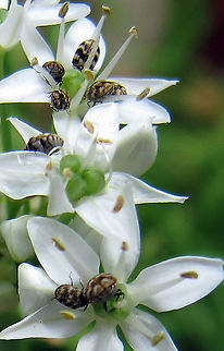 Carpet_Beetle_Fest Varied Carpet Beetles found on Garlic Chive Plant (Allium tuberosum). Funny how they look like they are smiling. Anthrenus verbasci,Geotagged,Spring,United States,Varied carpet beetle