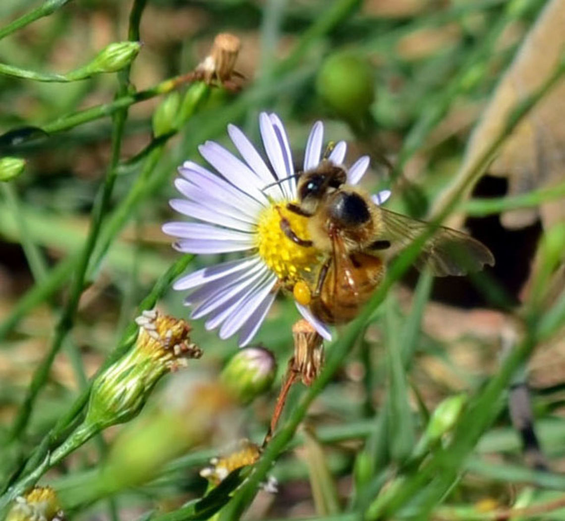 Western Honey Bee  Apis mellifera,Geotagged,United States,Western honey bee,Winter