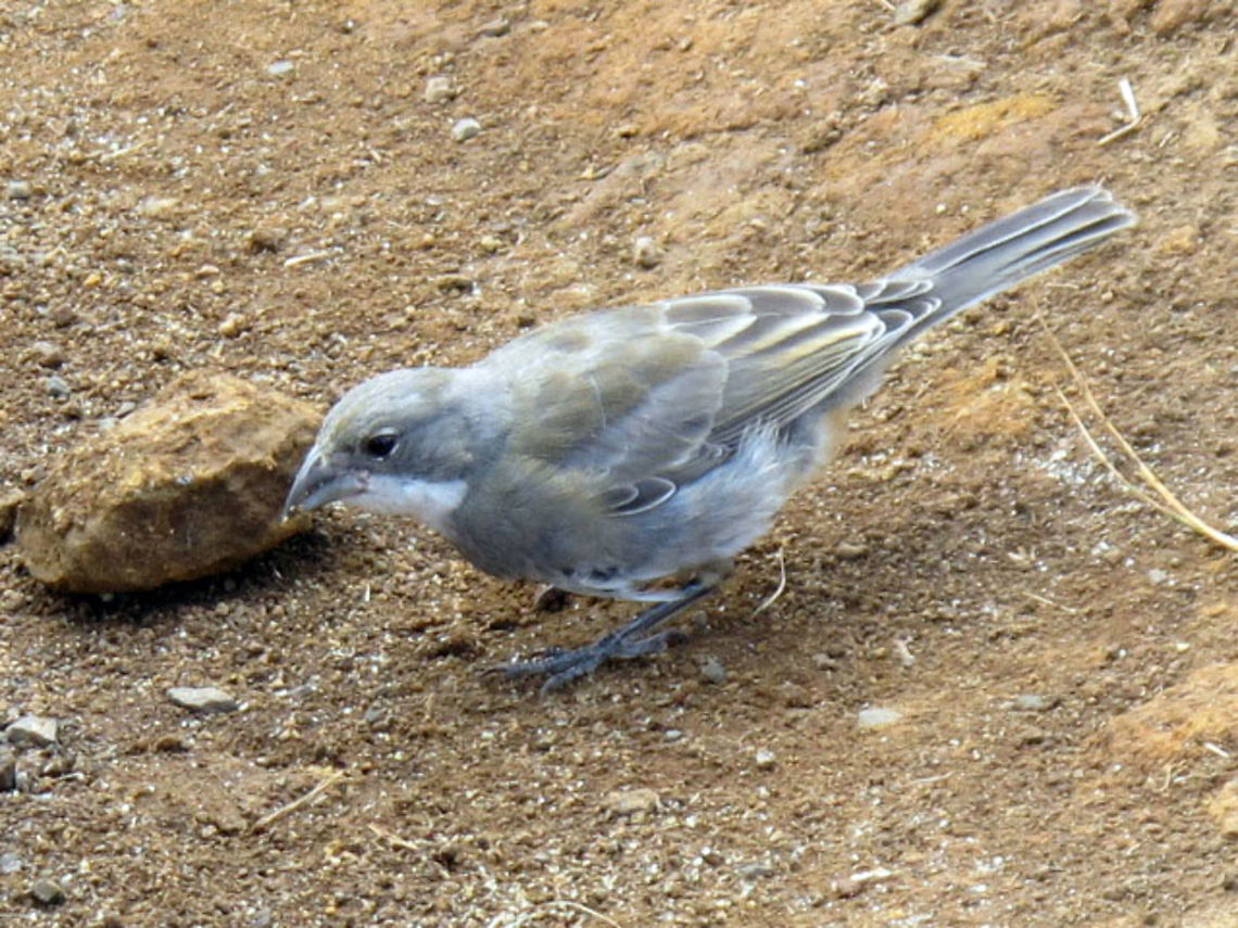 Diuca Finch on Rapa Nui (Easter Island)  Taken on vacation at Rapa Nui (Easter Island). I mostly saw pairs, this was one lone one. Taken at the edge of their volcano crater. I see there is no location tag for Rapa Nui. Common diuca finch,Diuca diuca,Geotagged,Summer