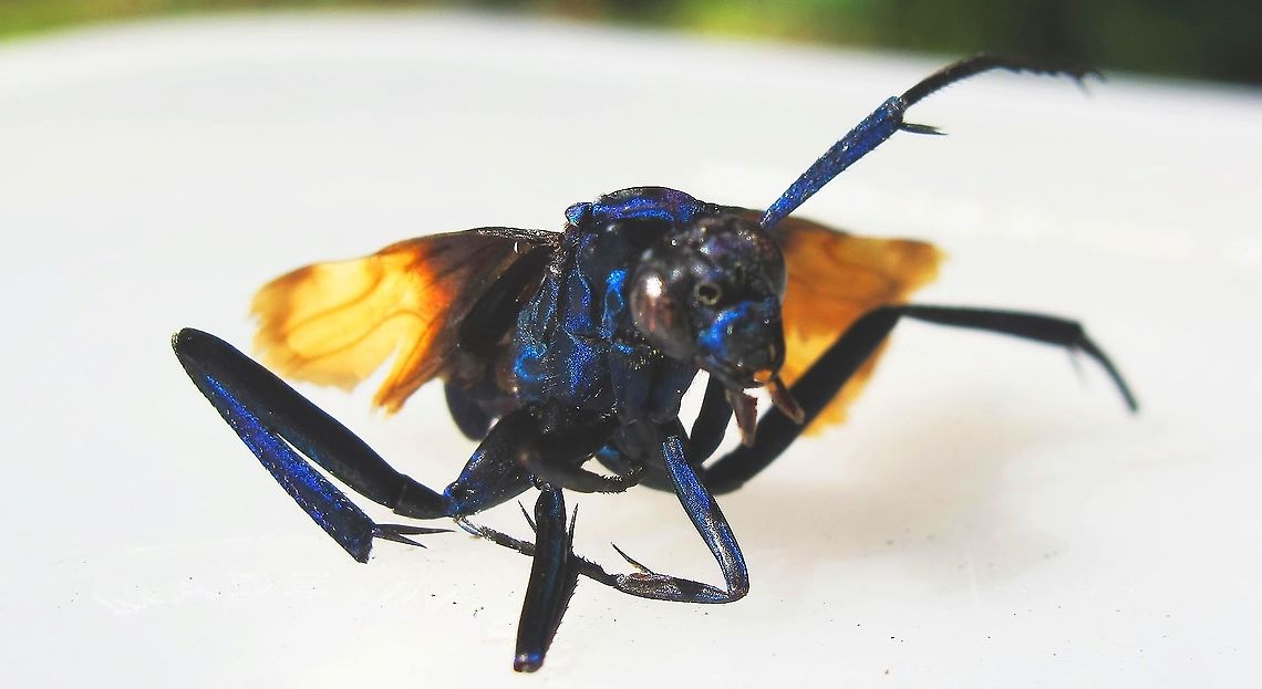 Tarantula Hawk Wasp? Tribe: Pepsini Found dead in the yard with most of the abdomen missing.  Bright blue color, could not exactly capture it with the camera. Geotagged,Hemipepsis ustulata,Pepsis grossa,Pepsis thisbe,Summer,United States,pepsis grossa