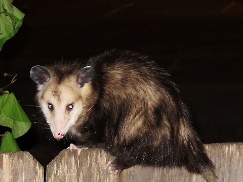 Brown_Opossum  Didelphis virginiana,Fall,Geotagged,North American opossum,United States