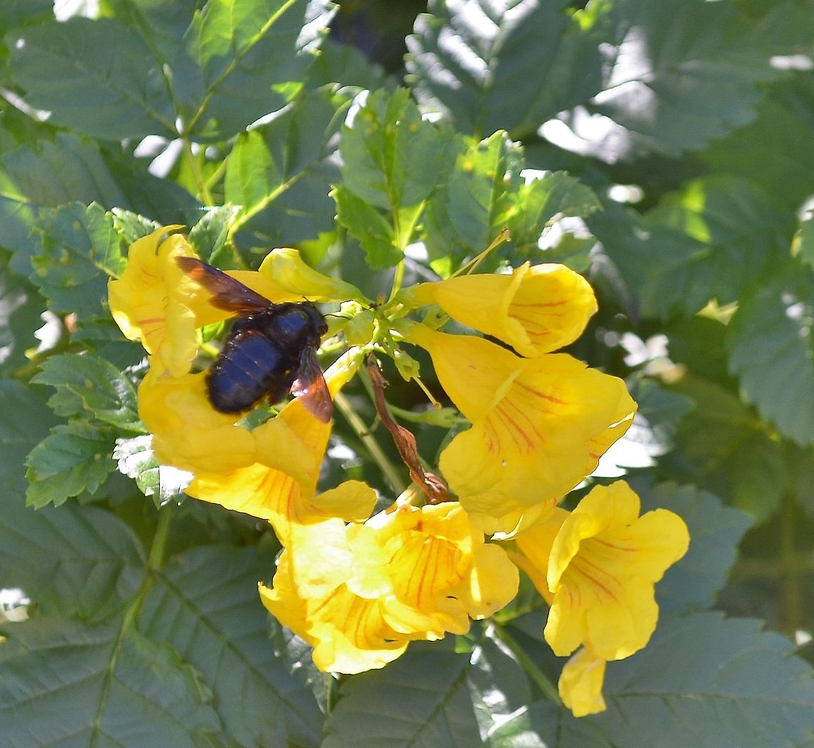 Carpenter Bee / Xylocopa mexicanorum on esperanza My apologies, this was a blurry picture I tried to photoshop, it's not too clear.  I moved recently and my previous house had several esperanza plants.  I miss them and their ability to attract bees. Geotagged,Summer,United States,Xylocopa mexicanorum