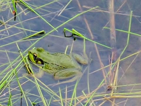 FROG Found near the bay just off the coast of Rockford, Maine. It was in a shallow pond not far from the coastline. American Bullfrog,Geotagged,Lithobates catesbeianus,Summer,United States