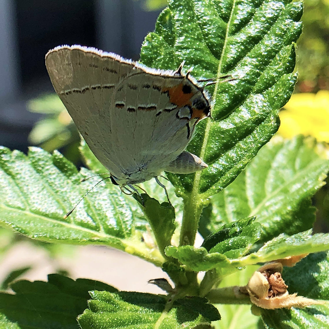 Gray_Hairstreak  Geotagged,Gray Hairstreak,Spring,Strymon melinus,United States