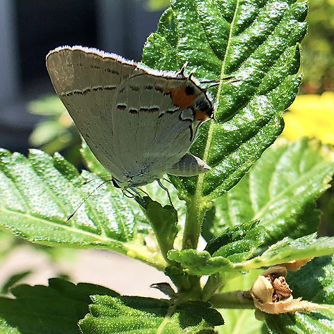 Gray_Hairstreak  Geotagged,Gray Hairstreak,Spring,Strymon melinus,United States