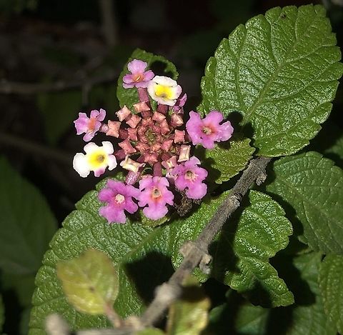 Lantana camara  Geotagged,Lantana camara,Spring,United States