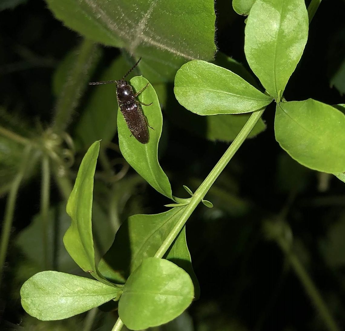 Melanotus castanipes in San Antonio, Texas Identified based on this <a href="https://bugguide.net/node/view/802461/bgpage" rel="nofollow">https://bugguide.net/node/view/802461/bgpage</a> because the thorax is the same width as the abdomen.<br />
 Euschistus servus,Geotagged,Melanotus castanipes,Spring,United States,Z. picea,Zenoa picea