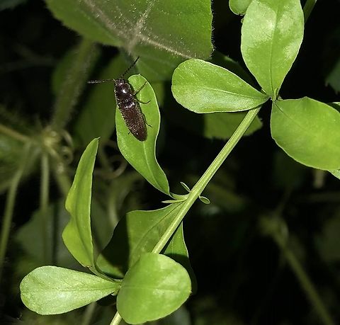 Melanotus castanipes in San Antonio, Texas Identified based on this https://bugguide.net/node/view/802461/bgpage because the thorax is the same width as the abdomen.
 Euschistus servus,Geotagged,Melanotus castanipes,Spring,United States,Z. picea,Zenoa picea