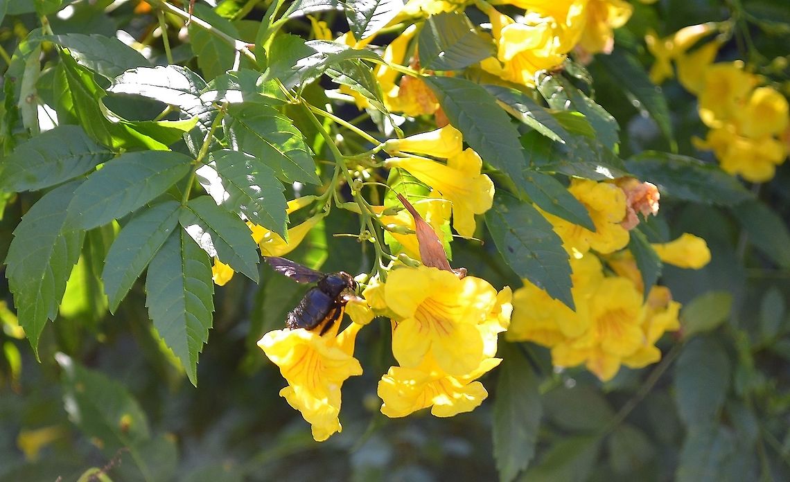 Esperanza Tecoma stans Esperanza with Mexican Carpenter Bee enjoying the necter. Cape honeysuckle,Geotagged,Summer,Tecoma capensis,Tecoma stans,United States,Yellow Trumpetbush