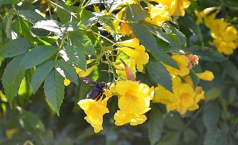Esperanza Tecoma stans Esperanza with Mexican Carpenter Bee enjoying the necter. Cape honeysuckle,Geotagged,Summer,Tecoma capensis,Tecoma stans,United States,Yellow Trumpetbush