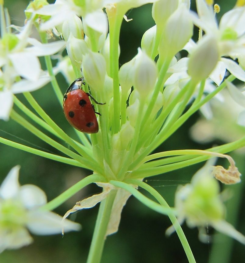 7 spot ladybug This is a rare find in San Antonio, I've seen numerous other red with more than 7 black spots. I hadn't even realized this until I posted this one. Coccinella septempunctata,Geotagged,Summer,United States,cocinella