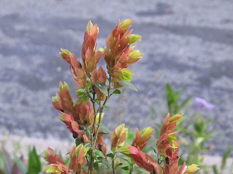 Justicia_brandegeeana  Geotagged,Justicia brandegeeana,Summer,United States,justica brandegeeana