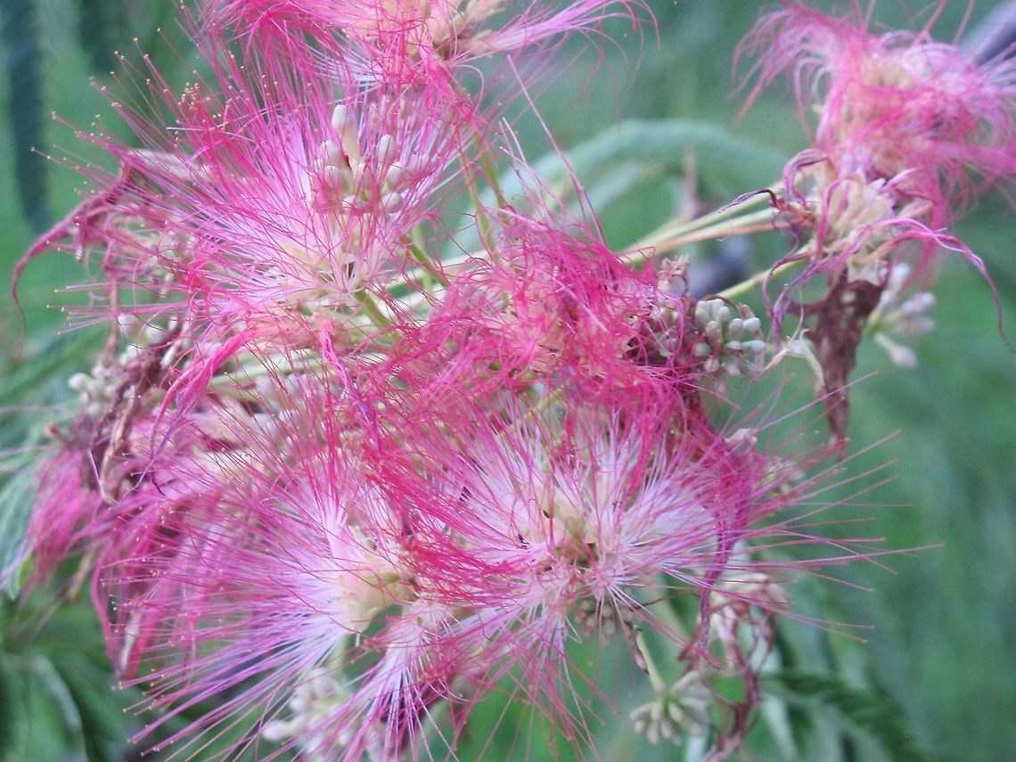 Mimosa  Albizia julibrissin,Geotagged,Persian Silk Tree,Summer,United States