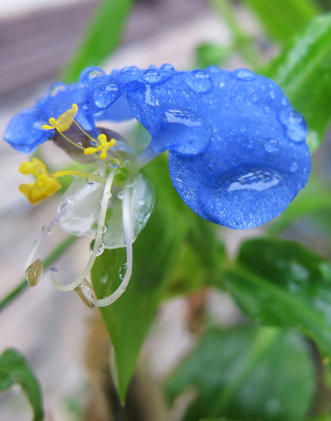 Commelina_communis  Asiatic dayflower,Commelina communis,Geotagged,United States,Winter