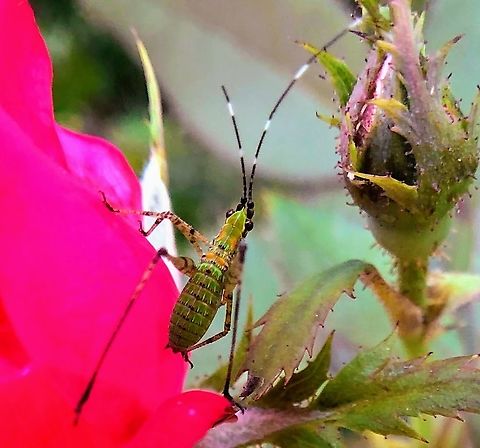 Scudderia furcata - Katydid Nymph Photographed on a rosebush back in March or April 2020.  Fork-tailed Bush Katydid,Geotagged,Scudderia furcata,Spring,United States