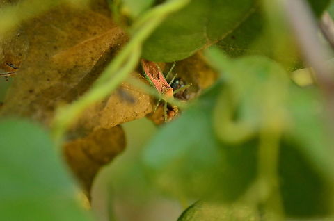 Zelus renardii-Assassin Bug Leaf Hopper Caught this assassin finishing up his prey, a green bottle fly.  Stealing the prey out of a spider web. I couldn't get under the leaves to get a better shot. Fall,Geotagged,United States,Zelus renardii