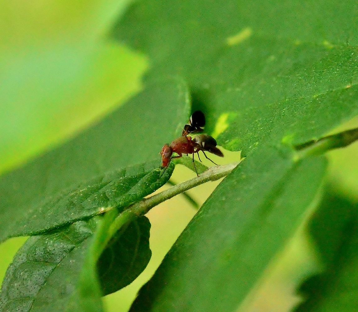 Picture-Winged Fly Delphinia picta I&#039;ve seen this little guy before and now I was fortunate to have a camera with me.  The long snout seems to be going over leaves and the wings rotate while it walks. It has a black rounded abdomen. I did not see it fly, it walked faster as I was photographing it but did not fly away.   Delphinia picta,Fall,Geotagged,United States