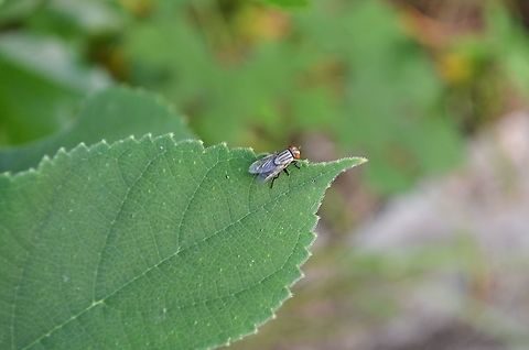 Sarcophaga  Fall,Geotagged,Sarcophaga crassipalpis,Sarcophaga variegata,United States