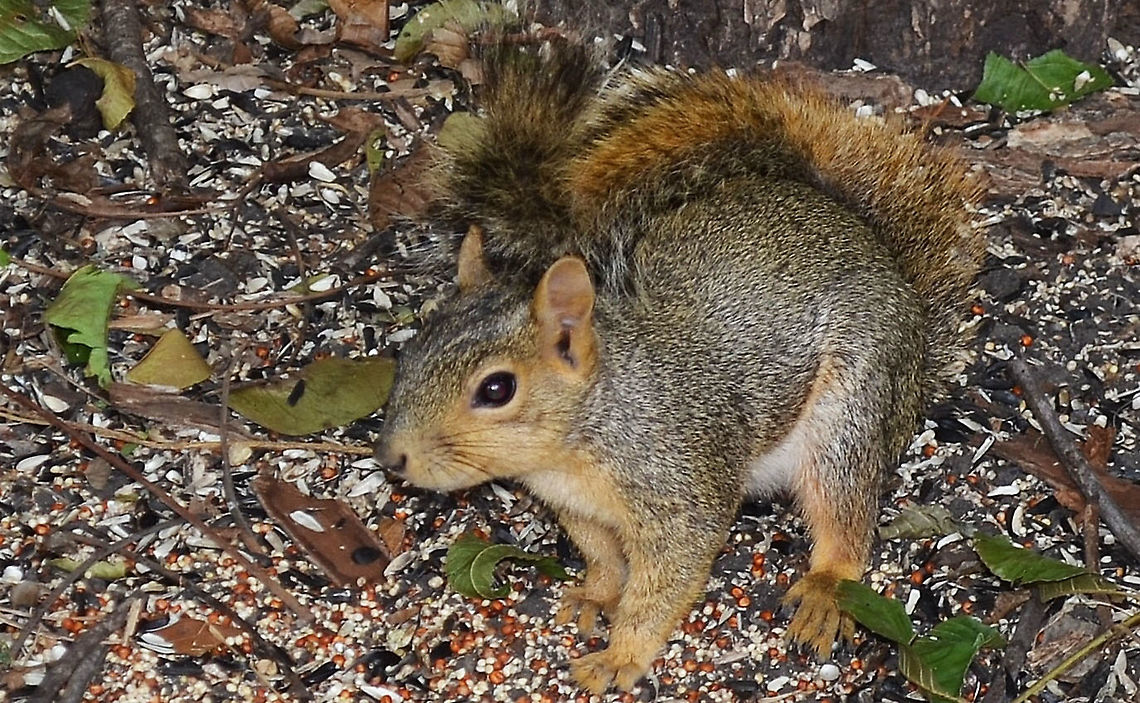 Sciurus_carolinensis I put out seed in the backyard and squirrels are always swinging on the bird feeder or eating off of the ground. I like how they use their tails to cover themselves, maybe to protect themselves.  it looks like they are wearing their own racoon skin cap, like Daniel Boone or you can call it a mohawk. : ) Eastern gray squirrel,Geotagged,Sciurus carolinensis,United States,Winter