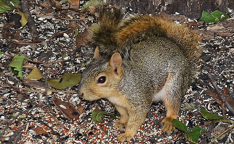 Sciurus_carolinensis I put out seed in the backyard and squirrels are always swinging on the bird feeder or eating off of the ground. I like how they use their tails to cover themselves, maybe to protect themselves.  it looks like they are wearing their own racoon skin cap, like Daniel Boone or you can call it a mohawk. : ) Eastern gray squirrel,Geotagged,Sciurus carolinensis,United States,Winter